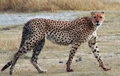 В Намибии на туристку напал гепард