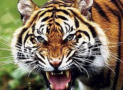Тигры переселяют людей в Индии