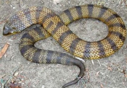В Австралии туриста покусала тигровая змея