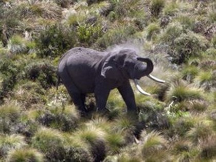В Кении слоны убегают от лесных пожаров