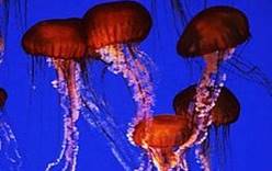 Сотни туристов пострадали от медуз