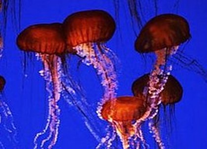 Сотни туристов пострадали от медуз