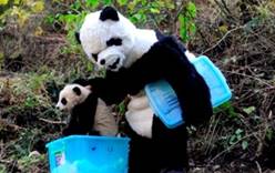 В Китае сотрудники зоопарка переоделись пандами