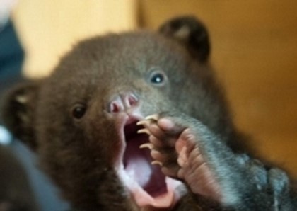 Медвежат из зоопарка Калининграда выпустят на волю