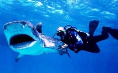 В Австралии запретили злить акул