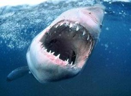 Акулы-убийцы снова атакуют пляжи Австралии