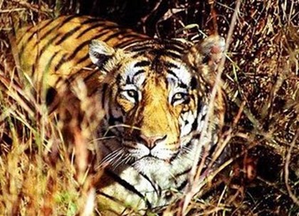 В Индии туристов не пустят к тиграм