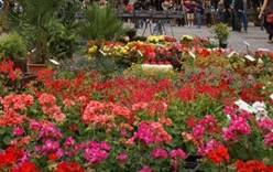 Главную площадь Бельгии украсили цветами