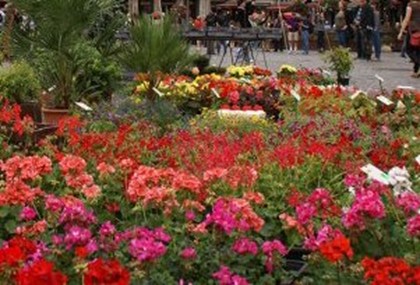 Главную площадь Бельгии украсили цветами