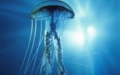 На Корею снова напали гигантские медузы