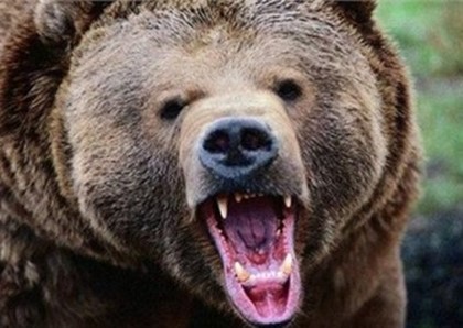 Медведь убил туриста в заповеднике