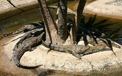 В Дубае откроют парк крокодилов