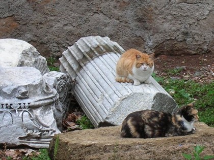 Кошки бегут в Рим!
