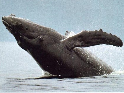 Любовные баталии китов в Доминикане