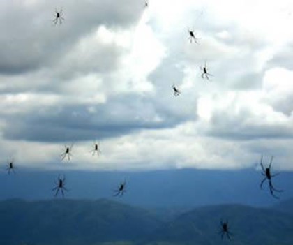 На Бразилию обрушился дождь из пауков