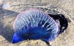 Ядовитые медузы атакуют туристов в Таиланде