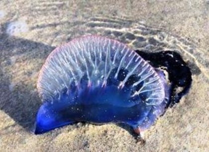 Ядовитые медузы атакуют туристов в Таиланде