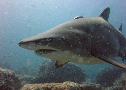 В Новой Зеландии акула напала на человека