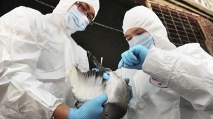 Птичий грипп в Китае распространяется