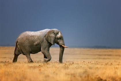 В Африке пьяный турист напугал слона