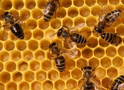 Пчеловоды Алтайского края предлагают туристам новую оздоровительную услугу