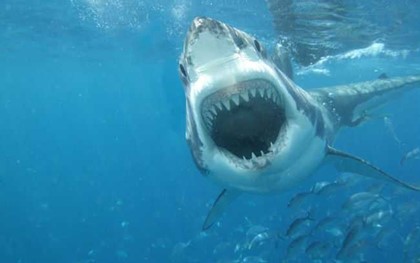В США акула напала на подростка стоящего в воде по пояс