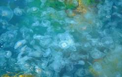 Медузы наводнили побережье Италии