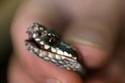 В Австралии отменили рейс из-за змеи