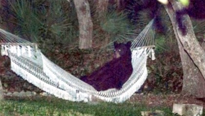 Бурый медведь устроил себе отдых во Флориде