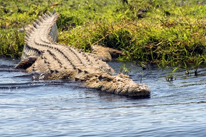 В Австралии крокодил убил туриста