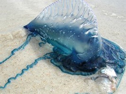 В Таиланде на туристов нападают ядовитые медузы