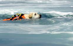 В Италии на пляжах появились собаки-спасатели