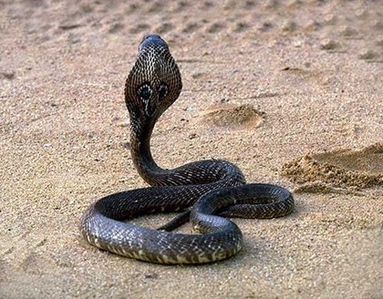 Недалеко от Туапсе российскую туристку укусила кобра