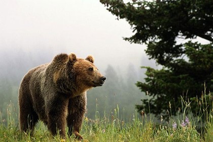 Медведь загрыз туриста в окрестностях Нью-Йорка