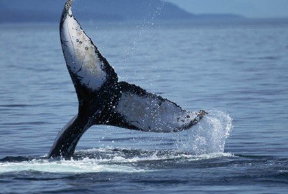 Гавайи дают туристам гарантию на встречу с китом