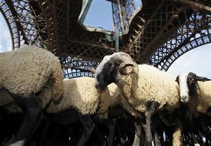 200 овец окружили Эйфелеву башню