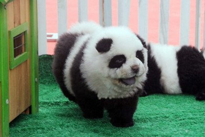 Итальянский цирк-шапито выдавал разукрашенных собак за панд