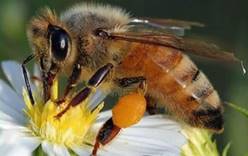 Бразильские пчелы напали на туристов, есть жертвы