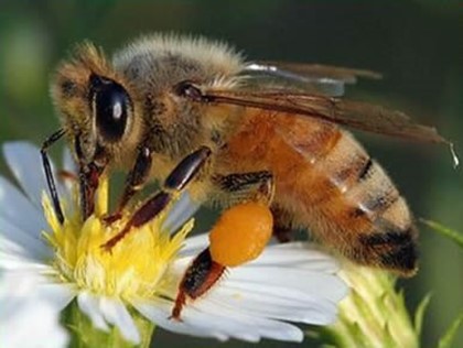 Бразильские пчелы напали на туристов, есть жертвы