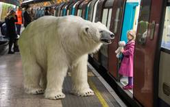 Белый медведь перепугал жителей Лондона