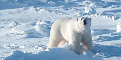Белый медведь напал на туристов