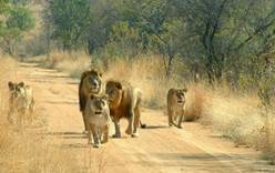 В ЮАР лев напал на туристов