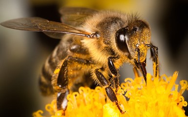 Британские пчелы предотвратили кражу ульев