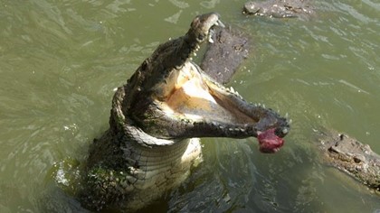 Крокодилы чуть не съели американского туриста