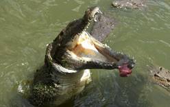 Крокодилы чуть не съели американского туриста
