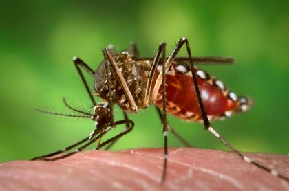 В Италии ввели штраф за отказ бороться с комарами