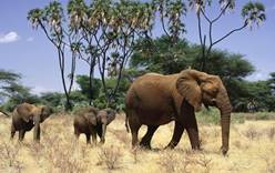 Кения поддержала проект сохранения популяции слонов