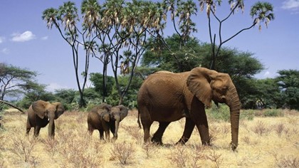 Кения поддержала проект сохранения популяции слонов