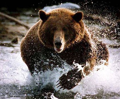 На Камчатке медведь загрыз туристку