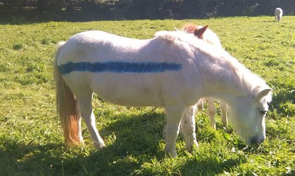 Английских пони покрасят светоотражающей краской